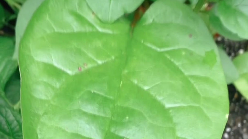 Red Malabar Spinach